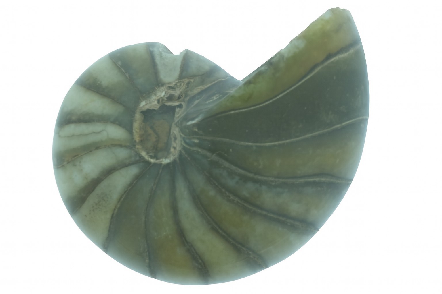 Whole Cymatoceras