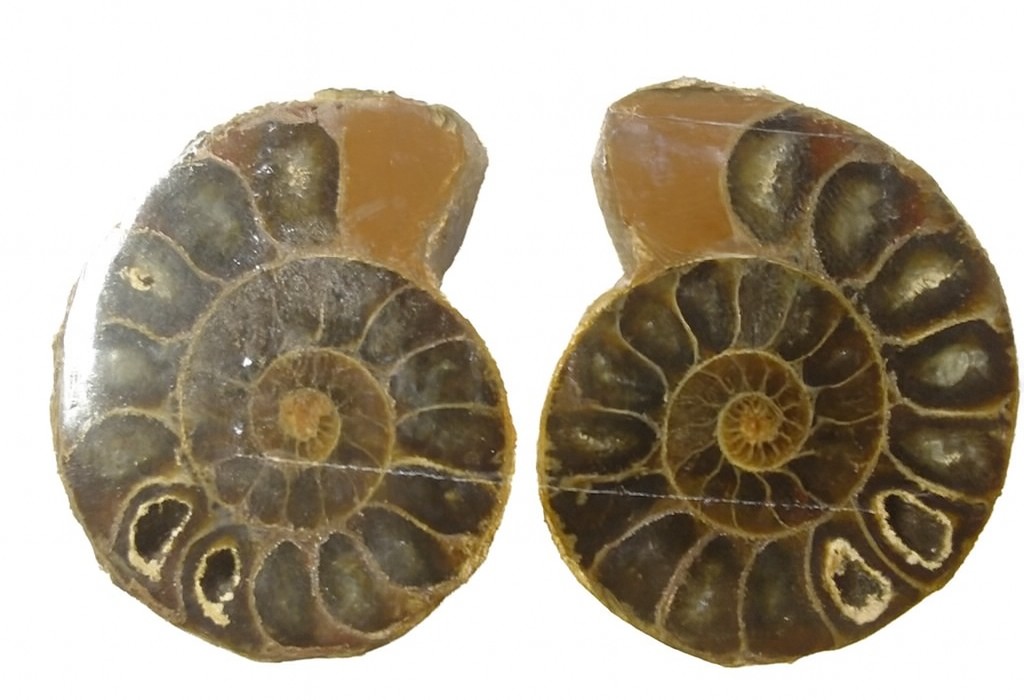 Pair of Desmoceras Halves