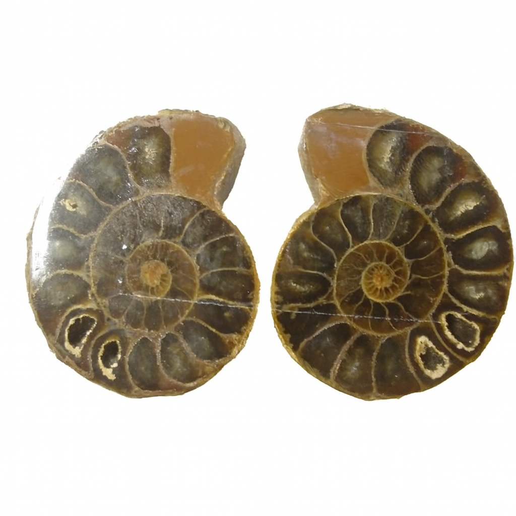 Pair of Desmoceras Halves