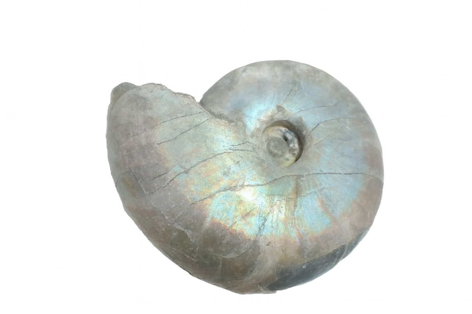 Whole Iridescent Desmoceras