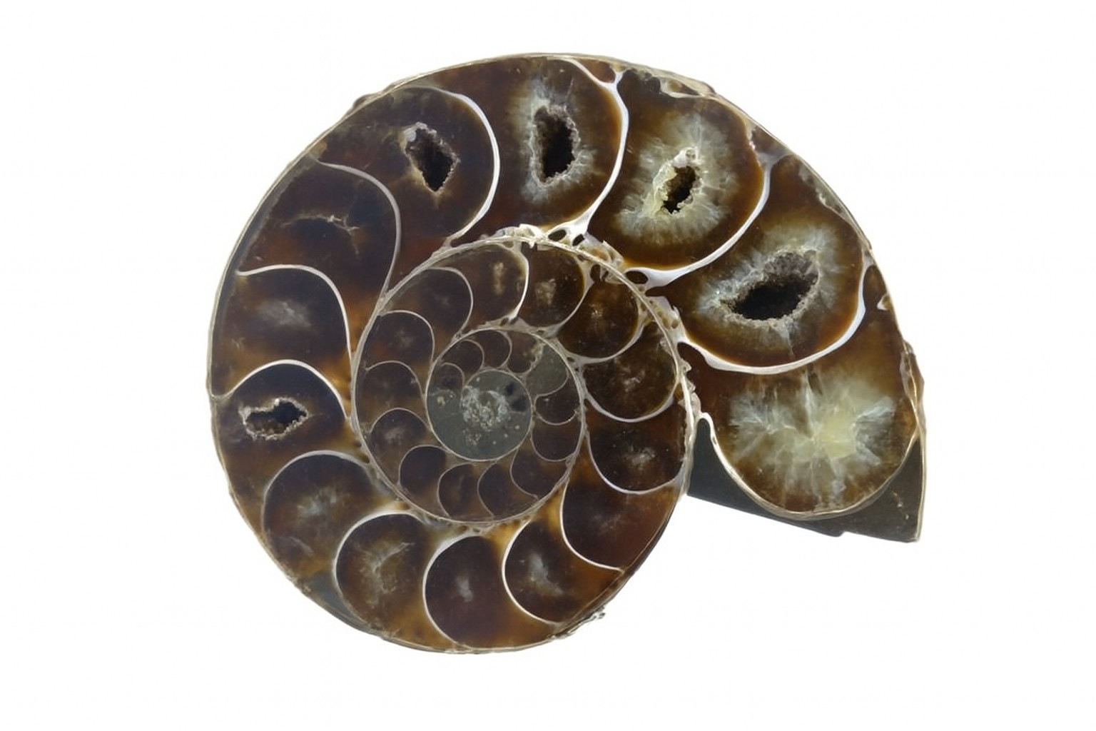 Half Desmoceras