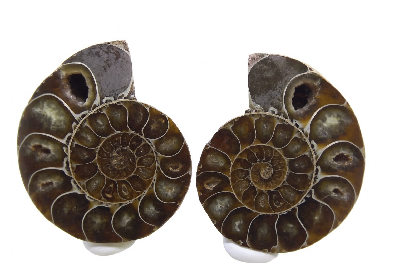 Pair of Desmoceras.