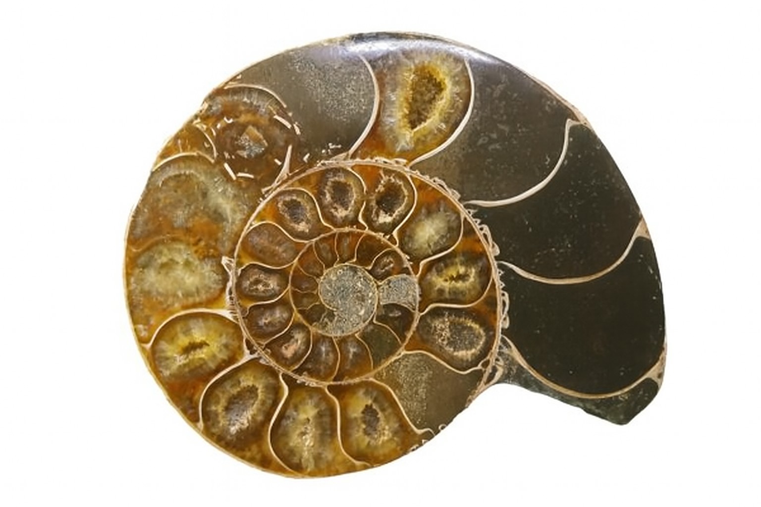 Half Desmoceras.