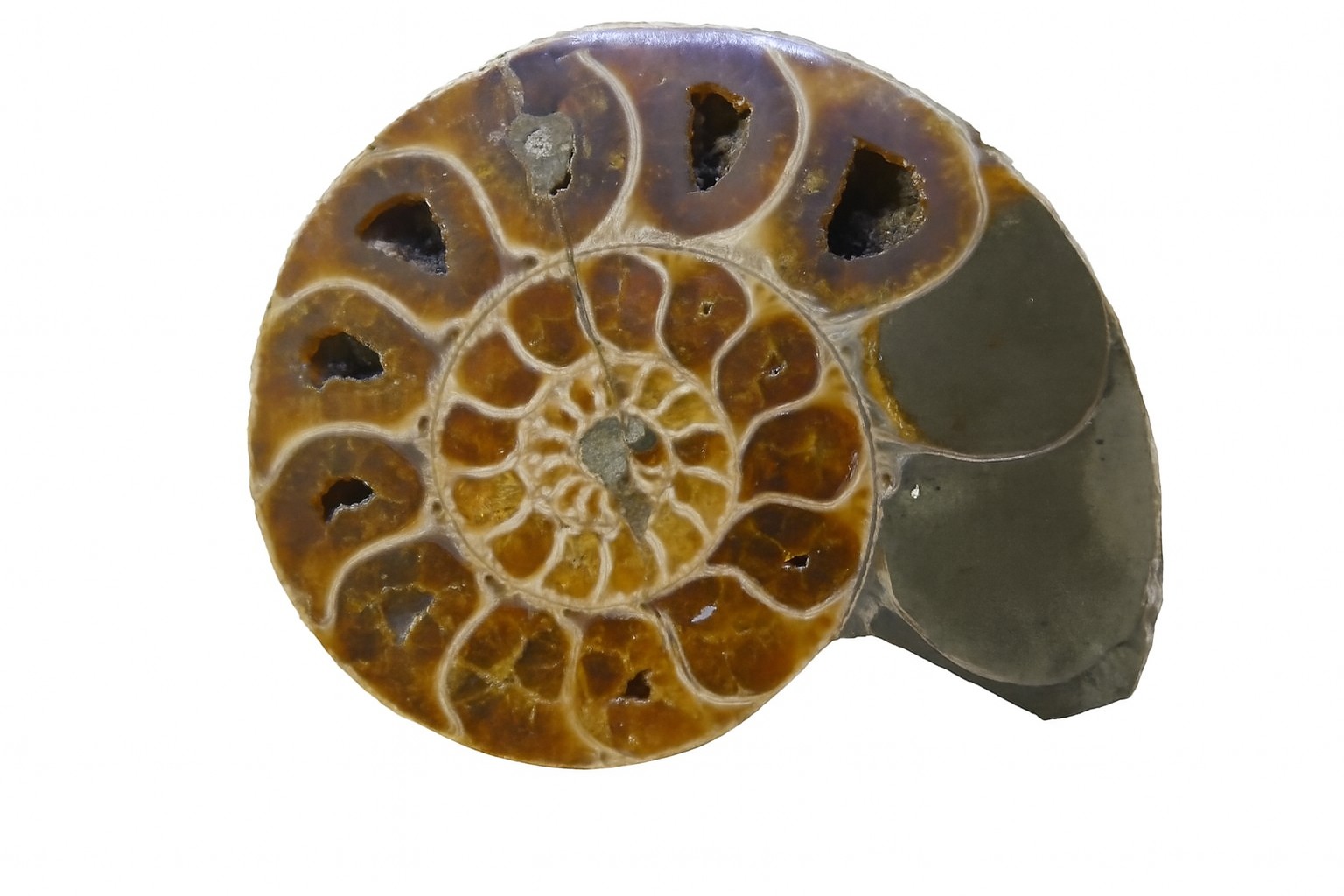 Half Desmoceras.