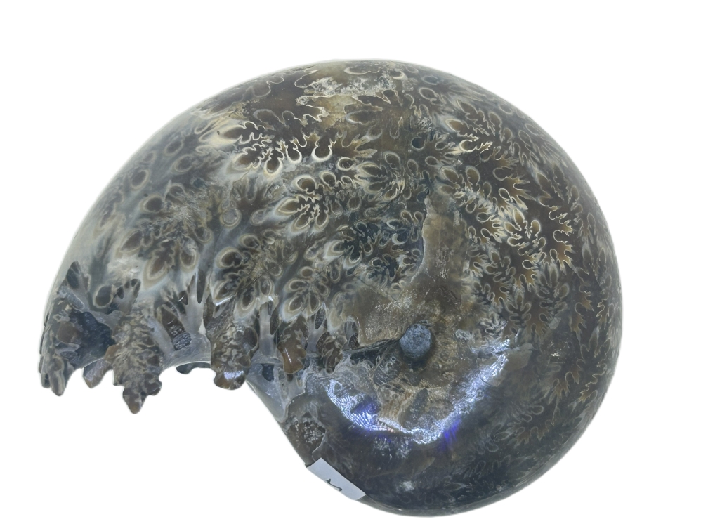 Whole Desmoceras.
