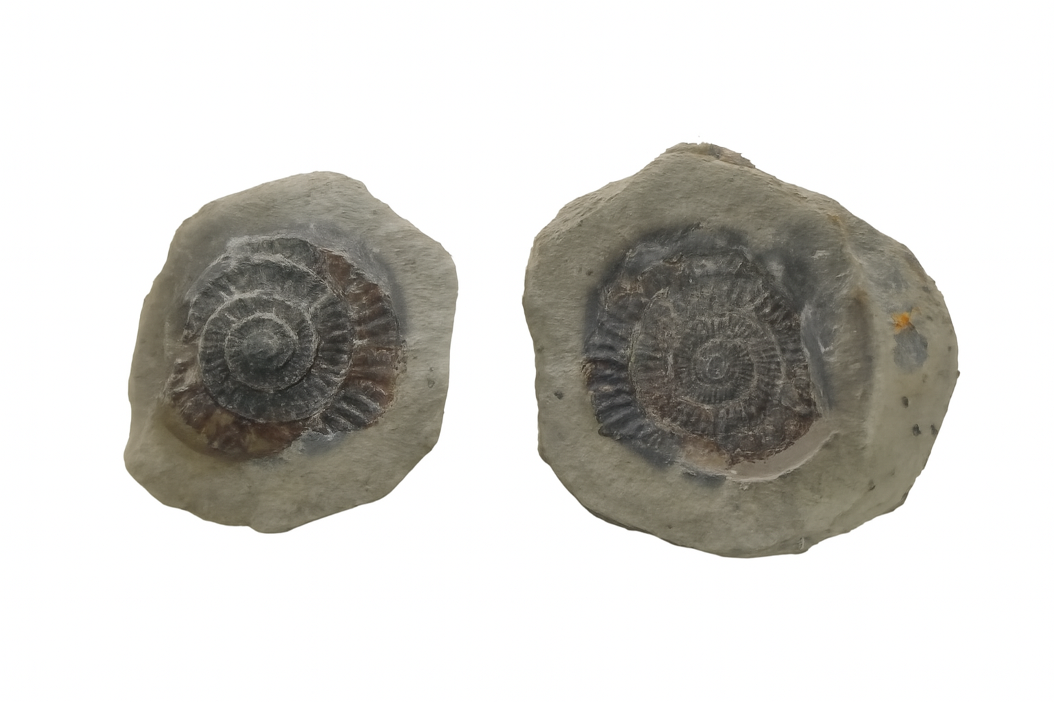 Dactylioceras positive/negative.