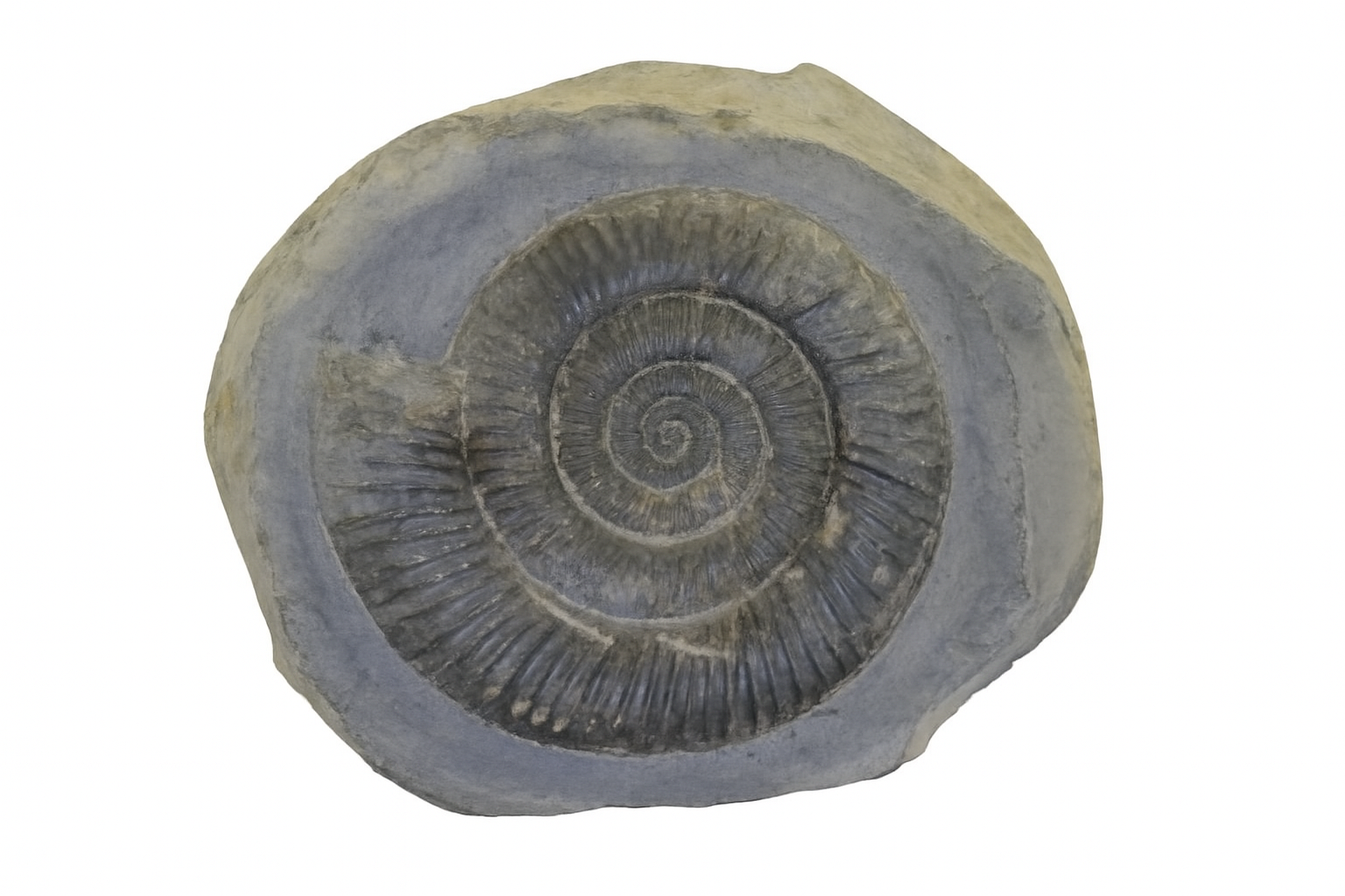 Dactylioceras commune