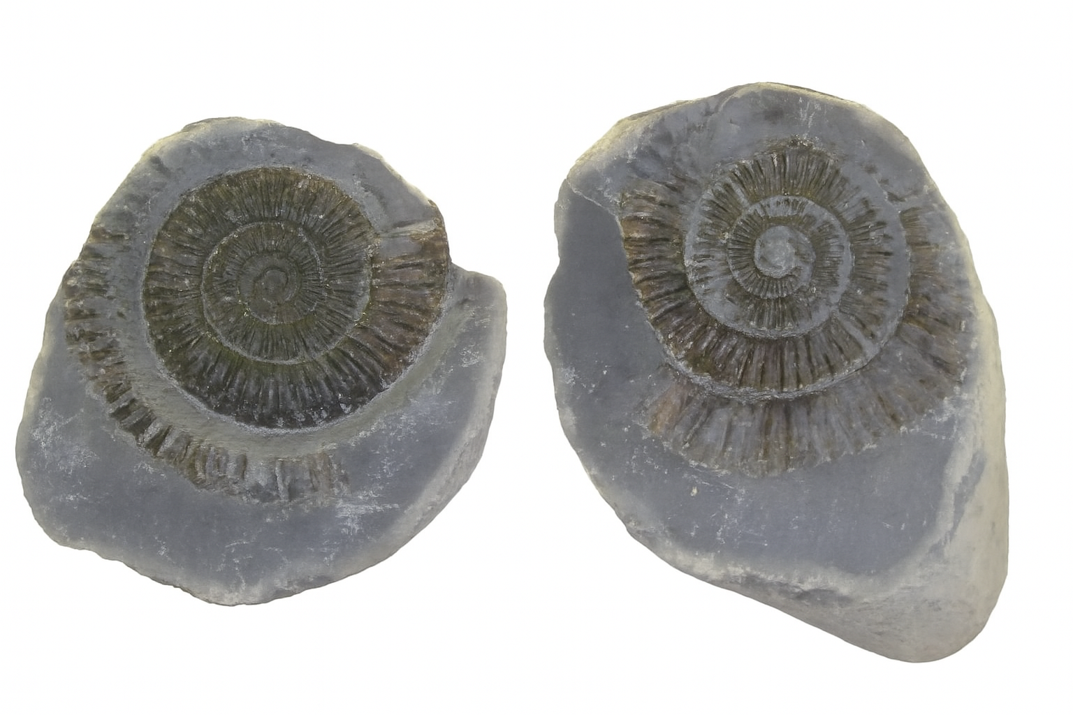 Dactylioceras commune.