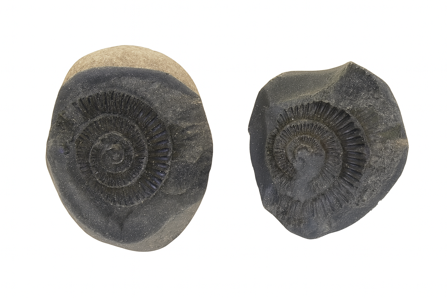 Dactylioceras commune.