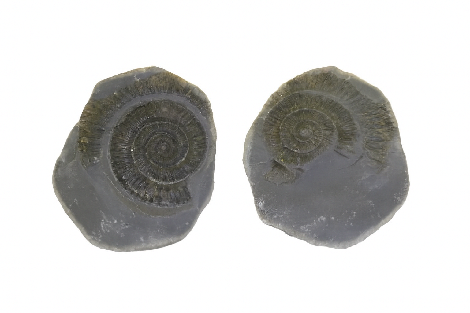 Dactylioceras commune.