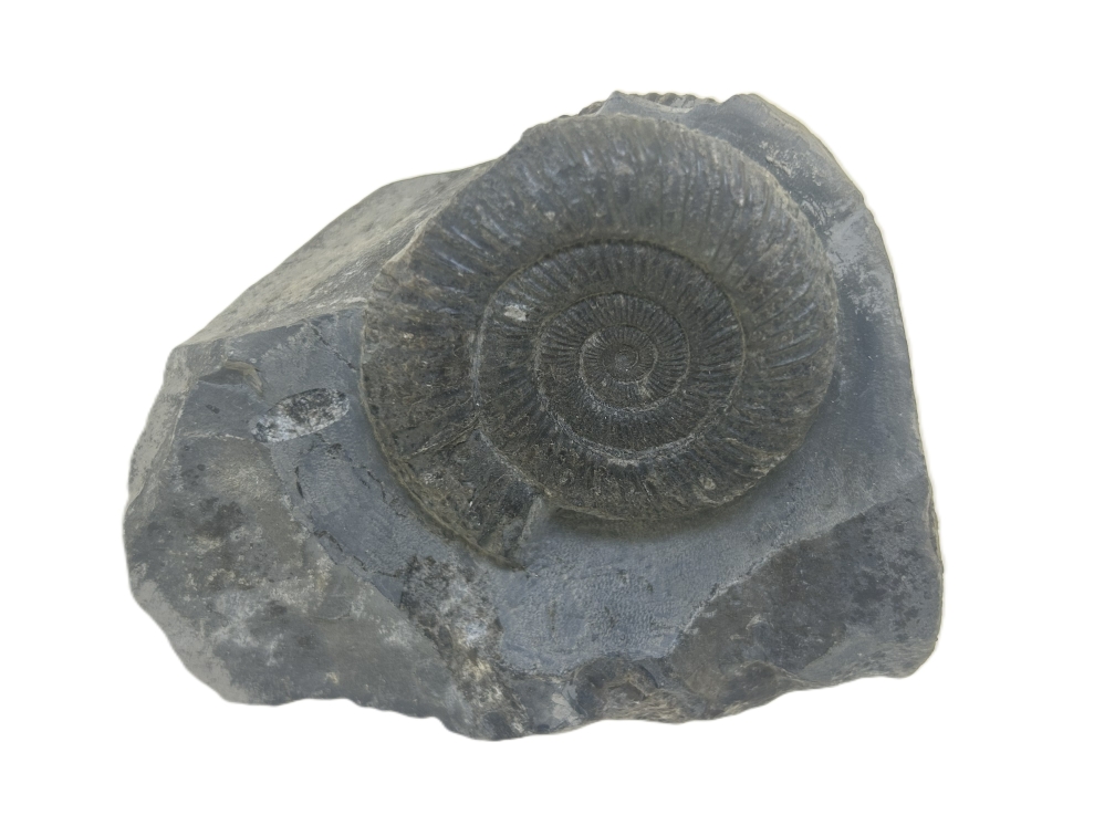 Dactylioceras commune.