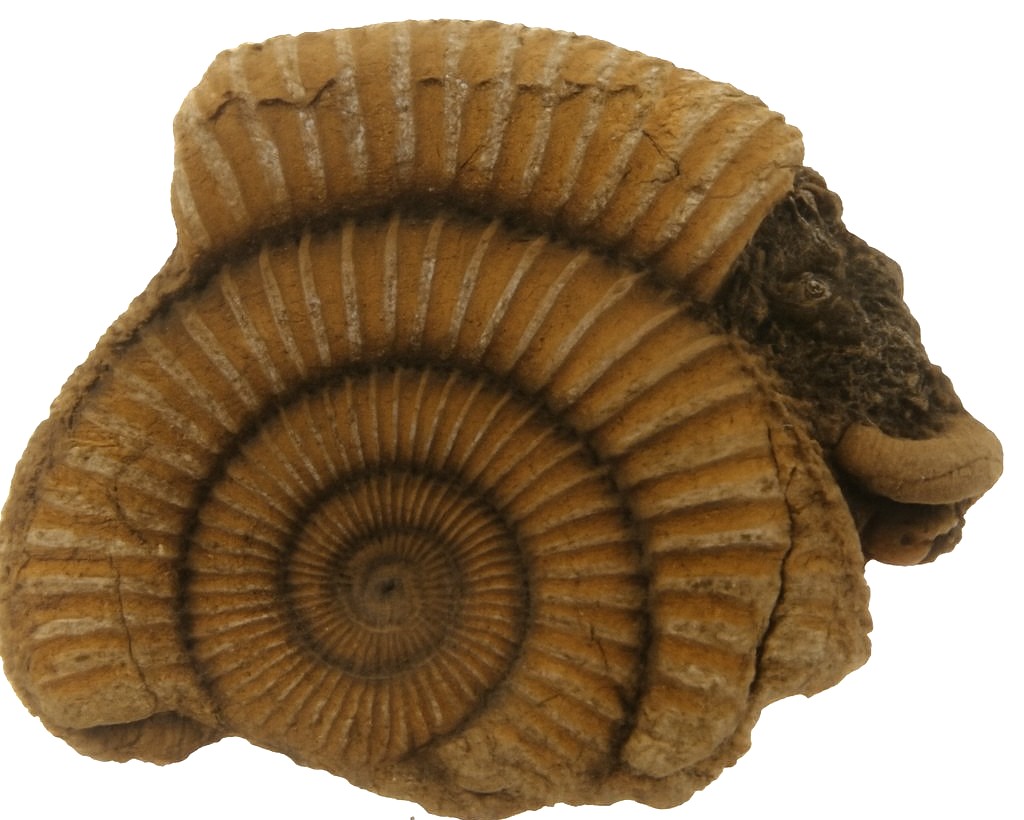 Dactylioceras commune.
