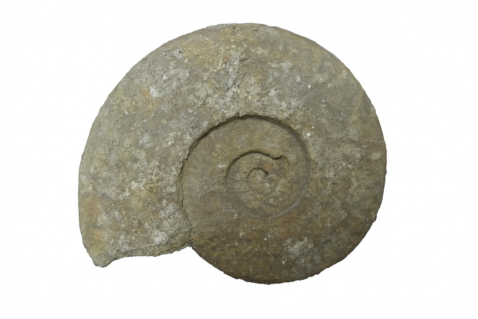 Other French Ammonites