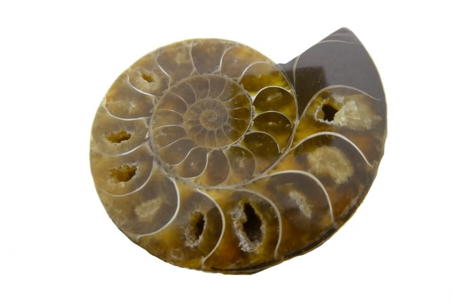 Lytoceras.