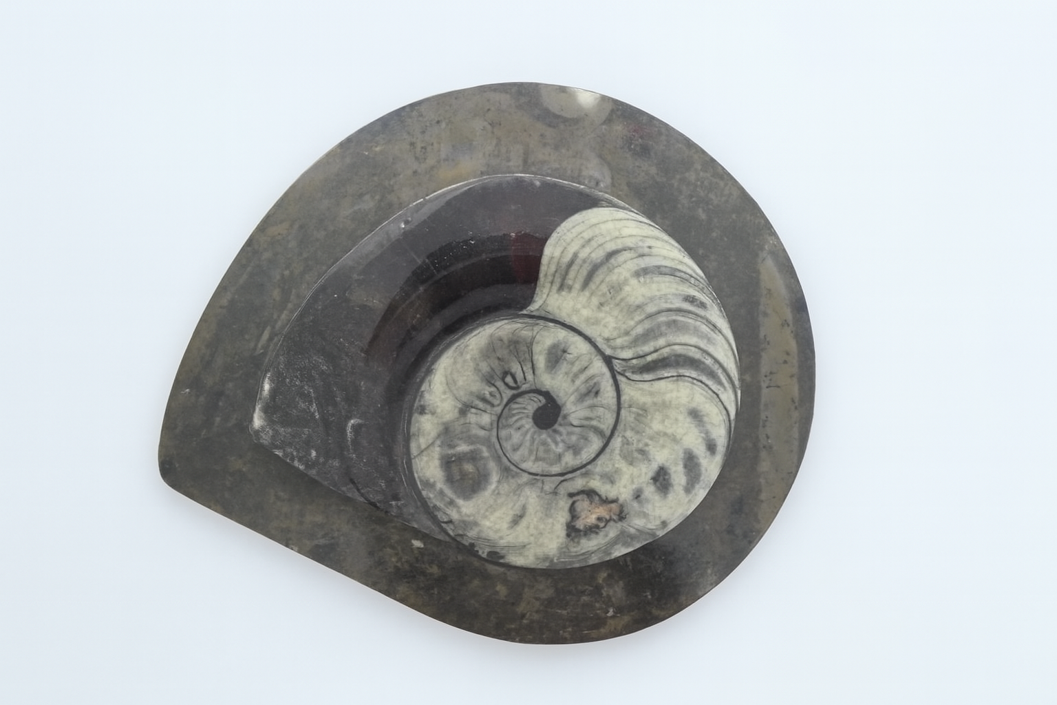 Moroccan Ammonites