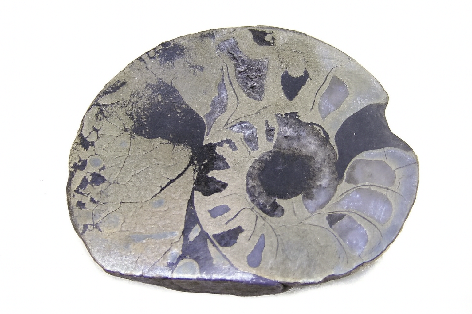 Pyritised Ammonites.