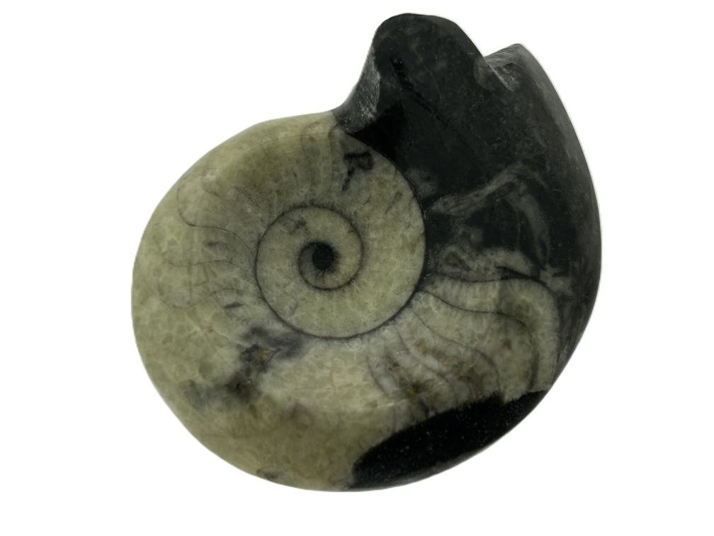 Gonioceras.