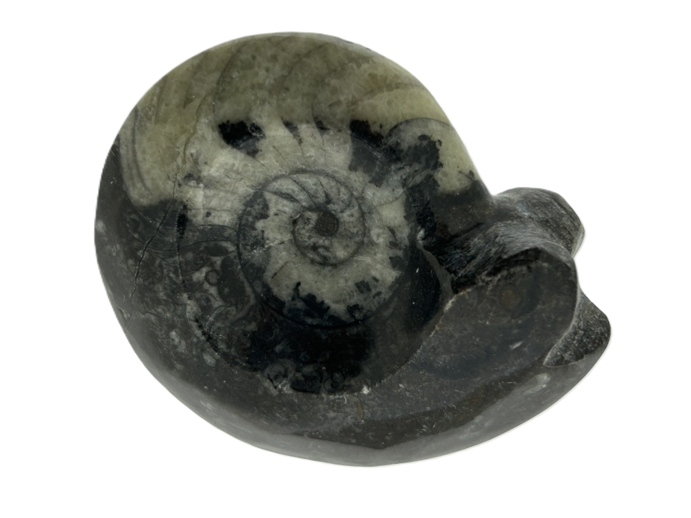Gonioceras.