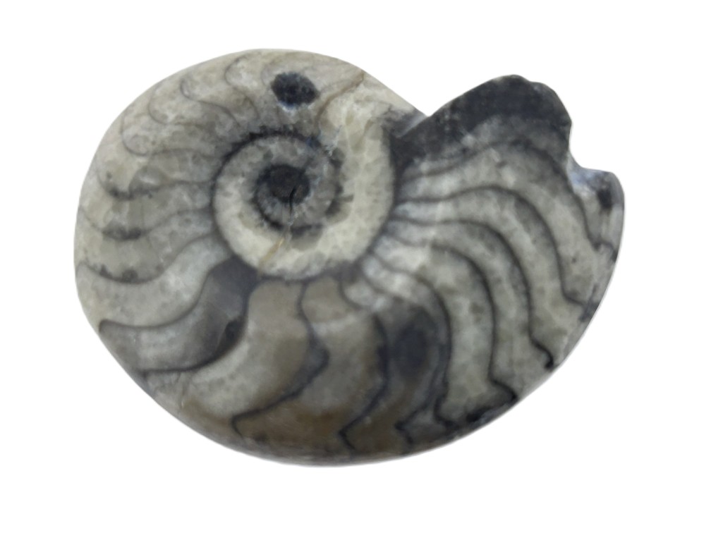 Gonioceras.