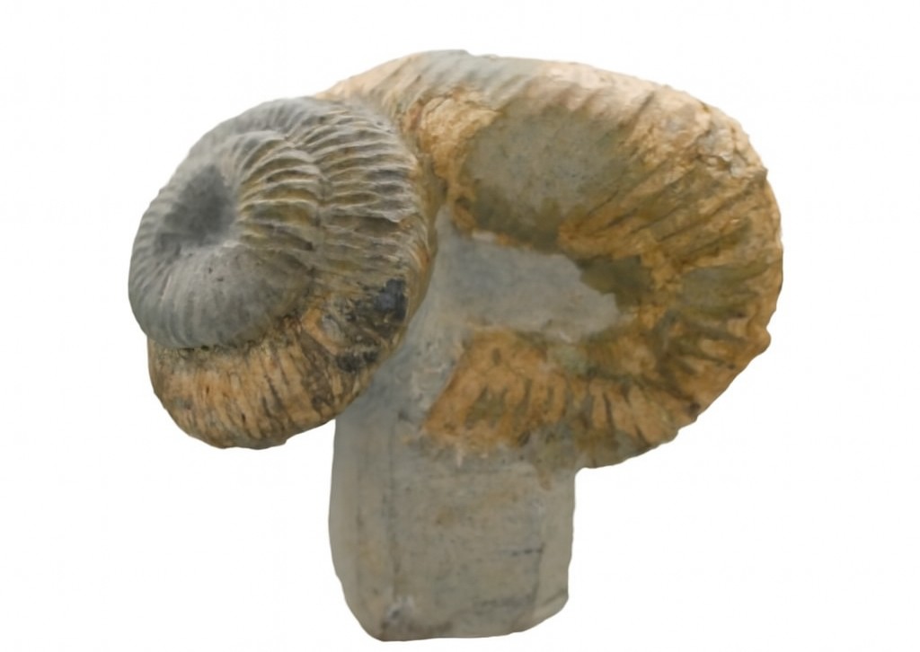 Heteromorph