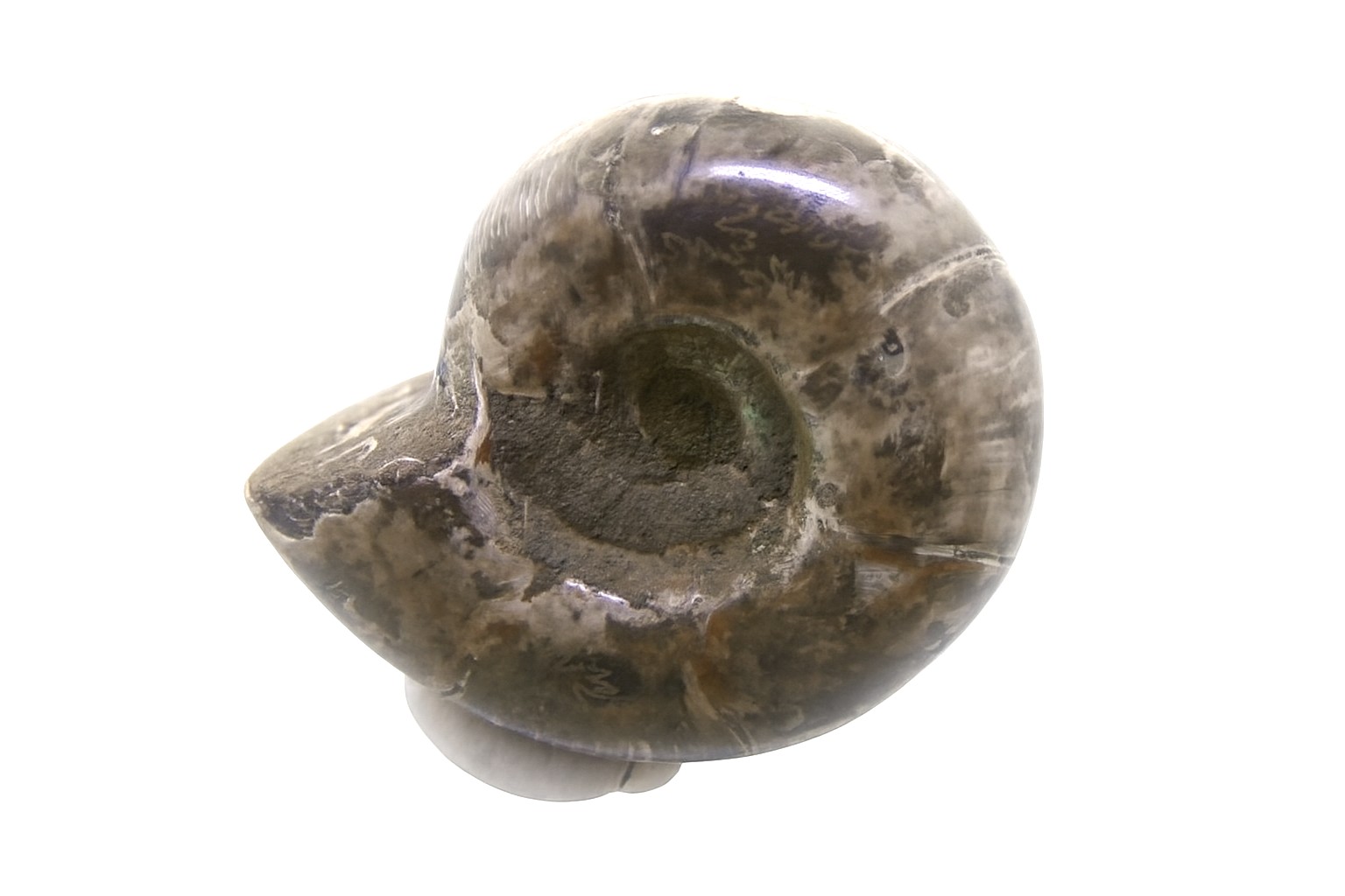 Lytoceras.