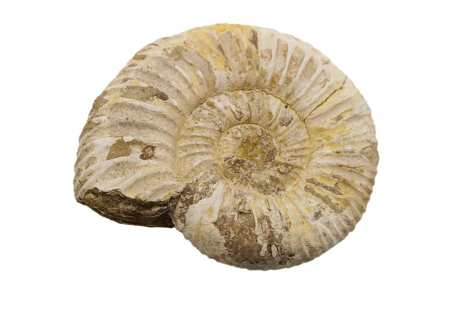 Perisphinctes