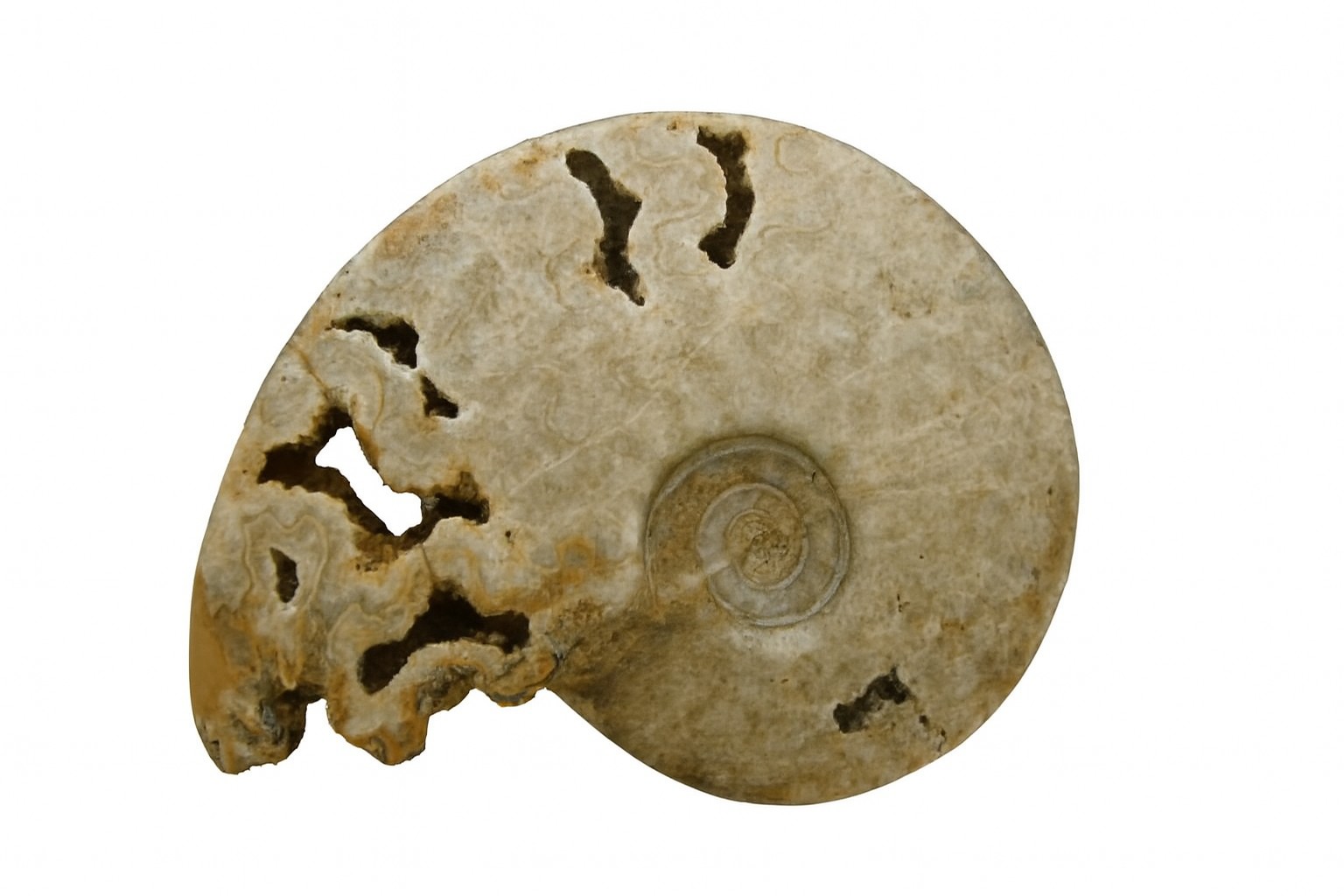 Schoelenbachia
