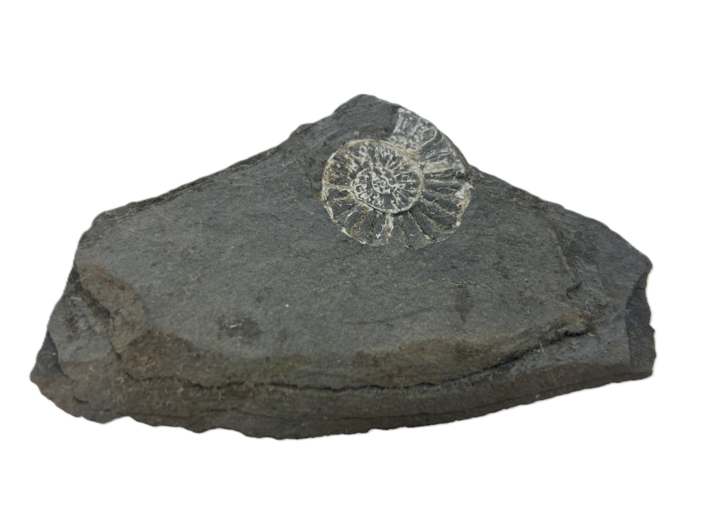 Psiloceras Planorbis.