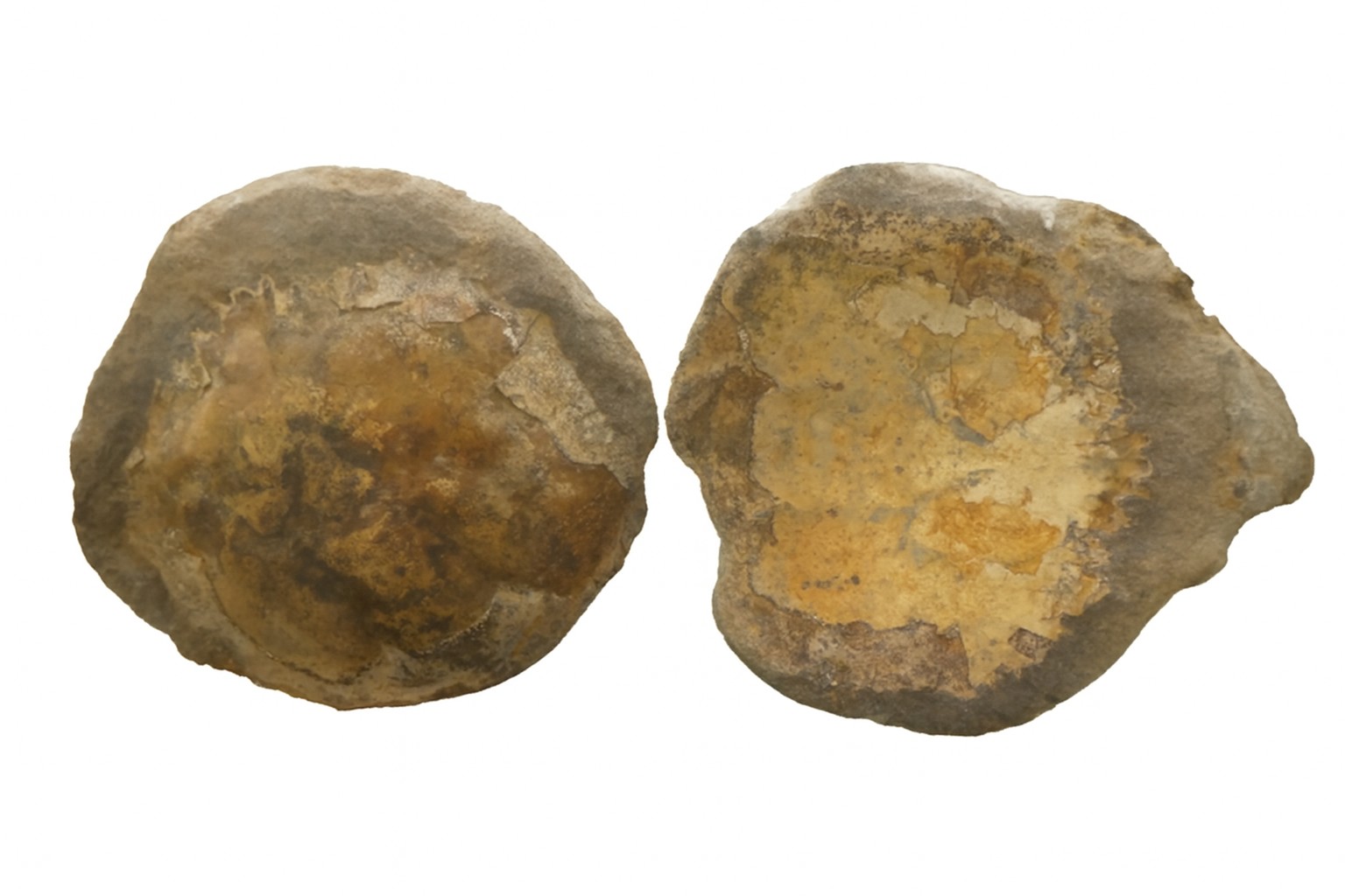 Trichopeltarion greggi 