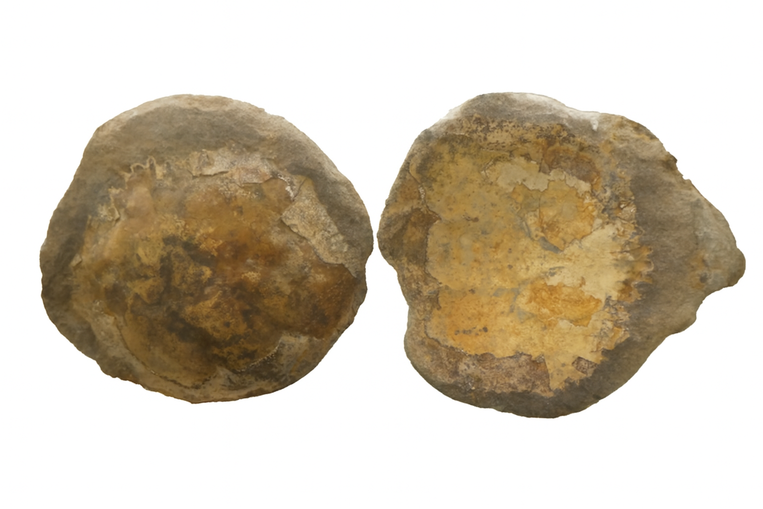 Trichopeltarion greggi 