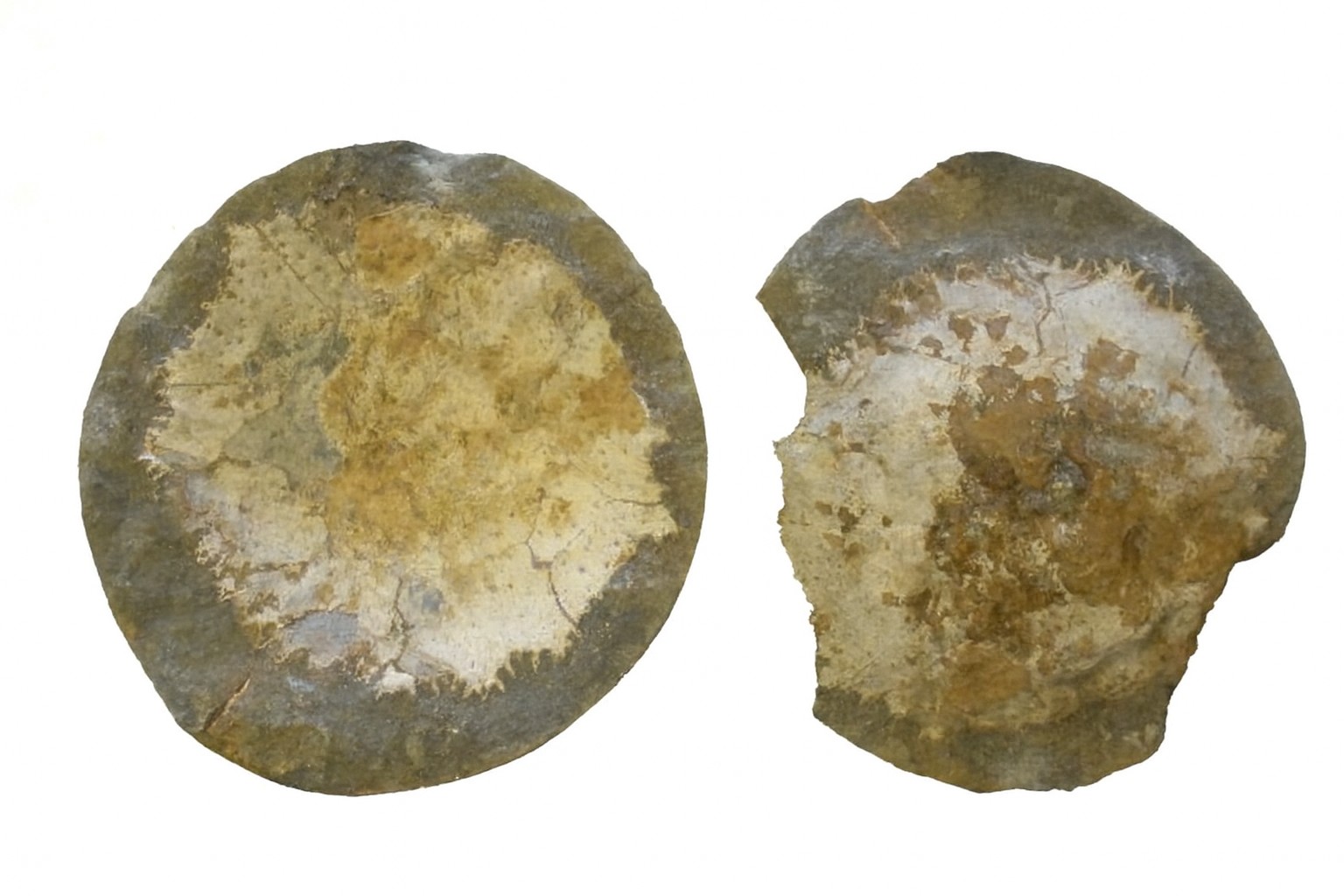 Trichopeltarion greggi.