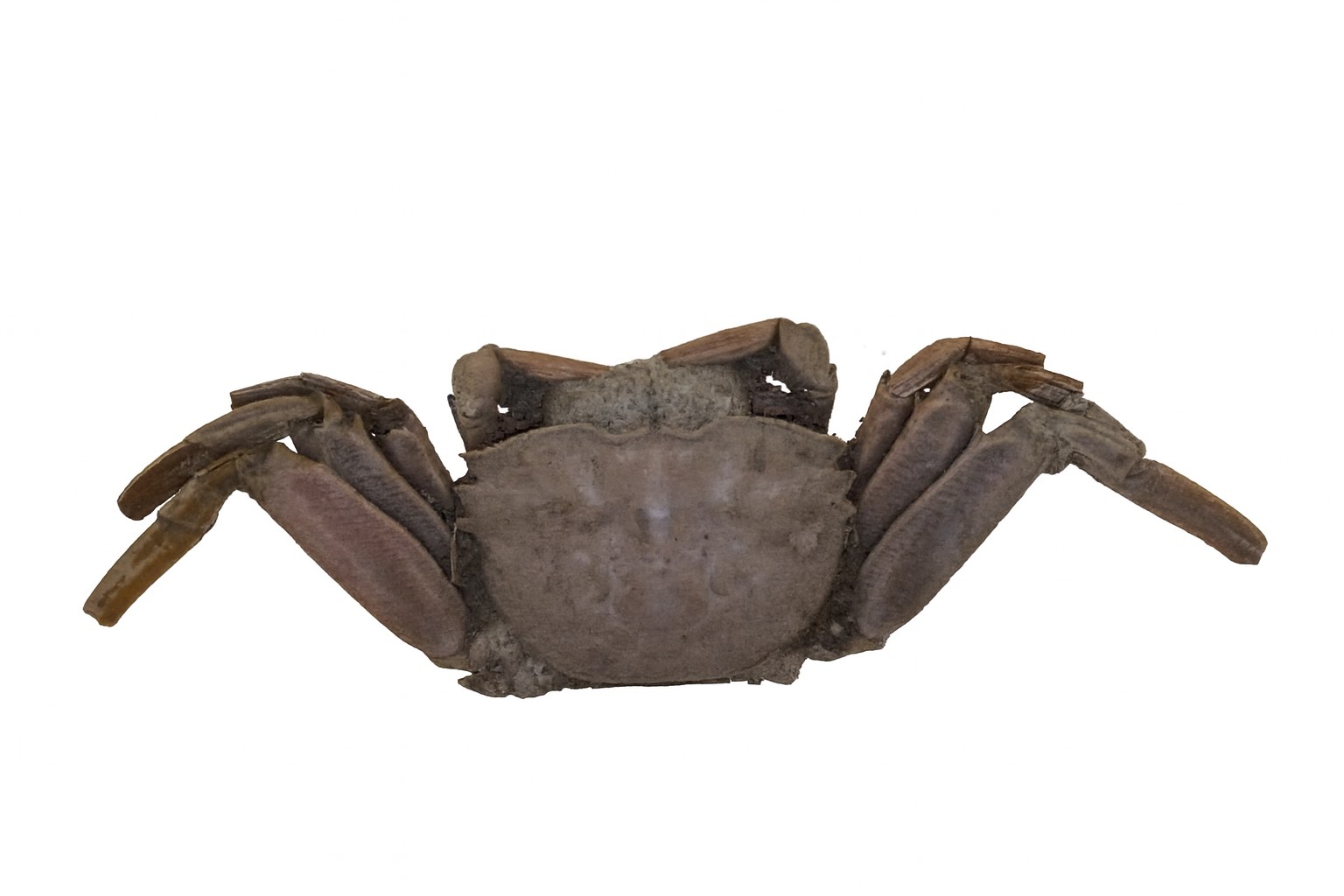Macrophthalmus.