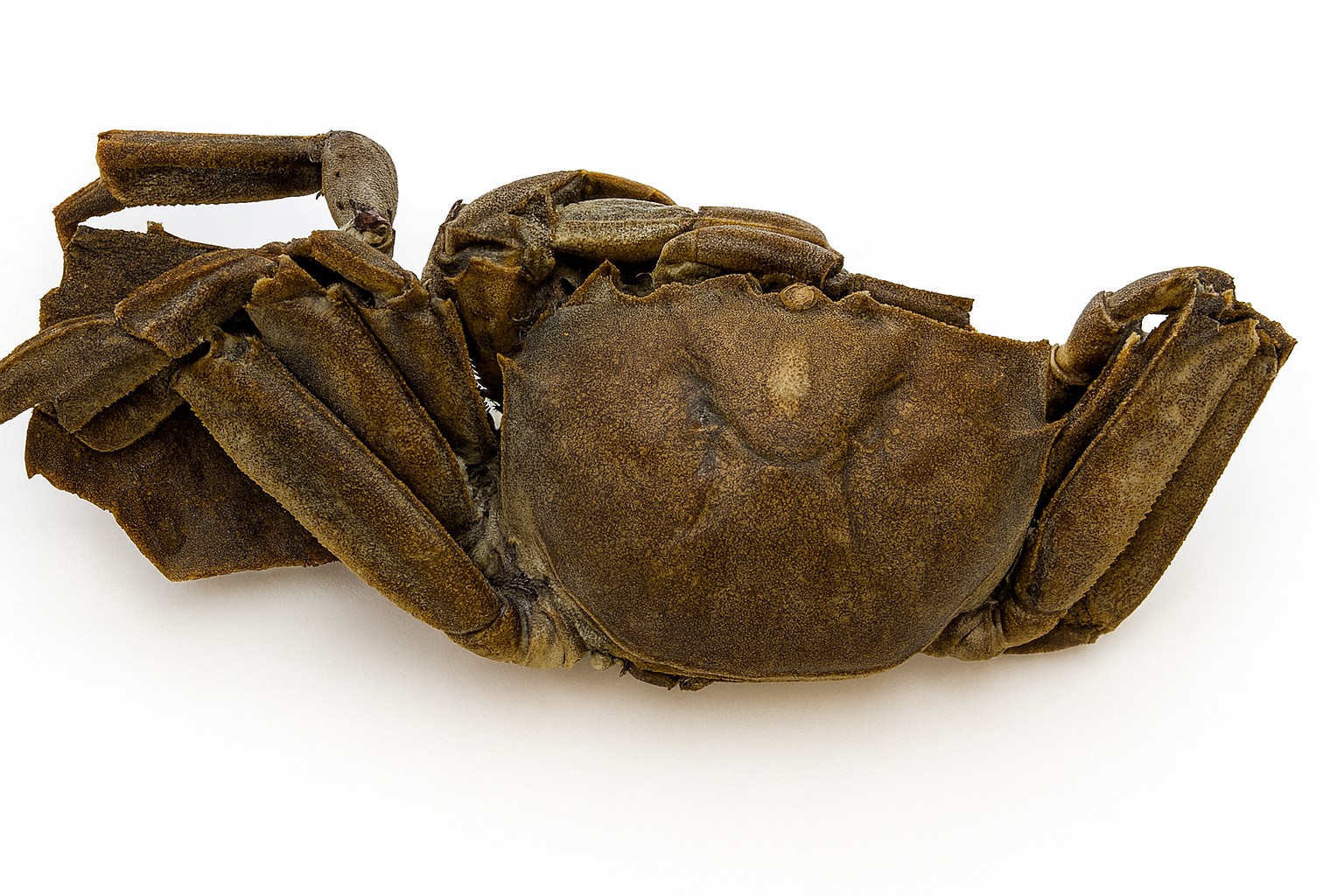 Crabs