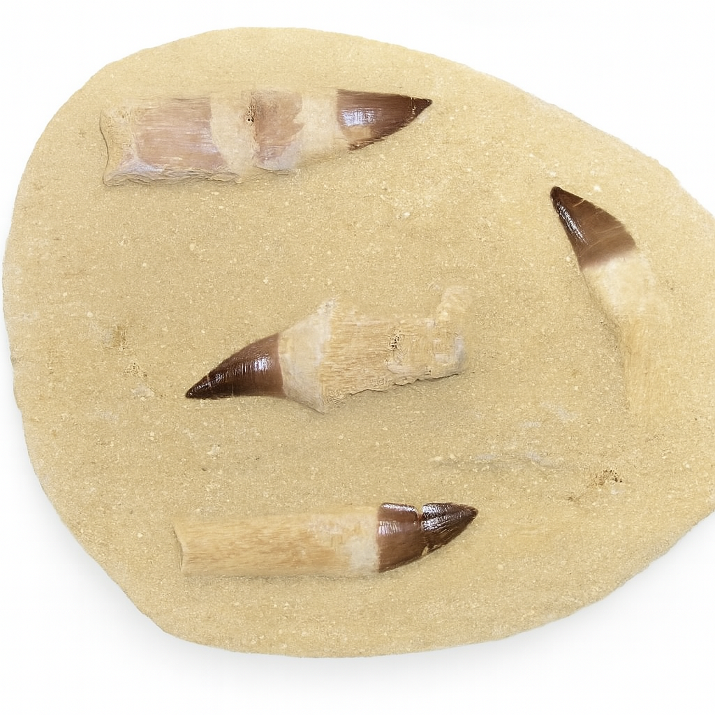 Mosasaurus Tooth.