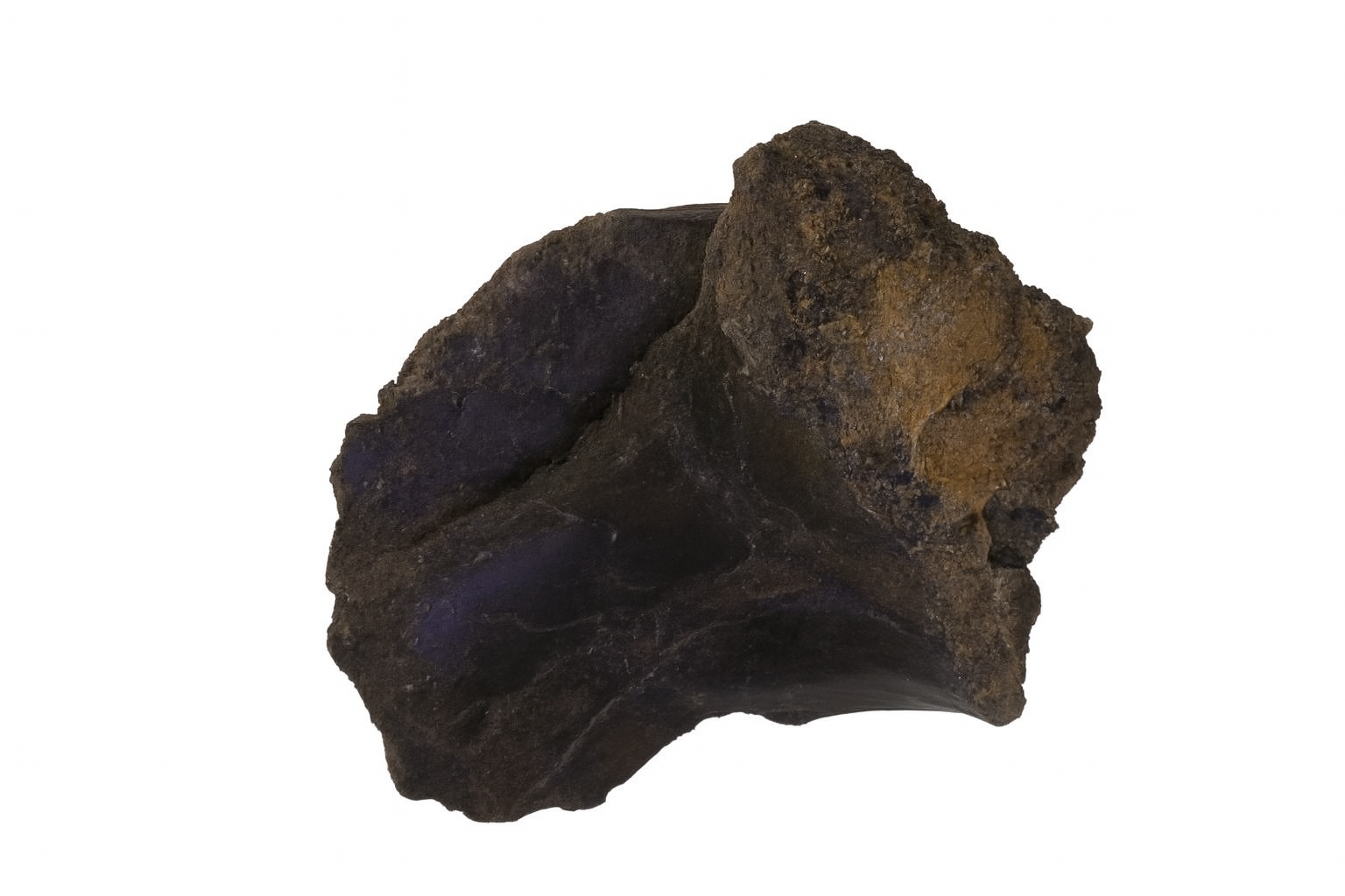 Dromeosaur Bone.