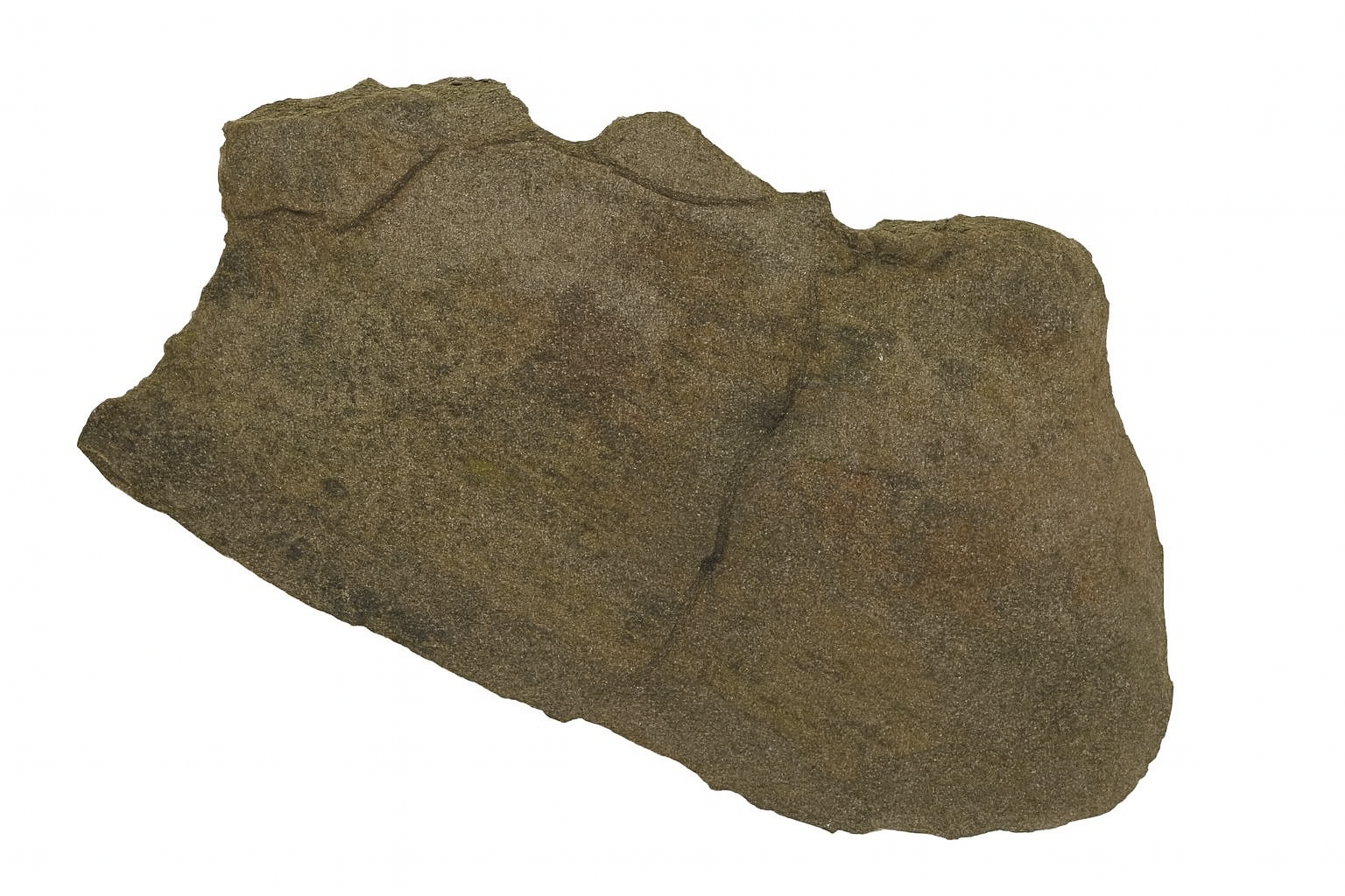 Triceratops Bone.