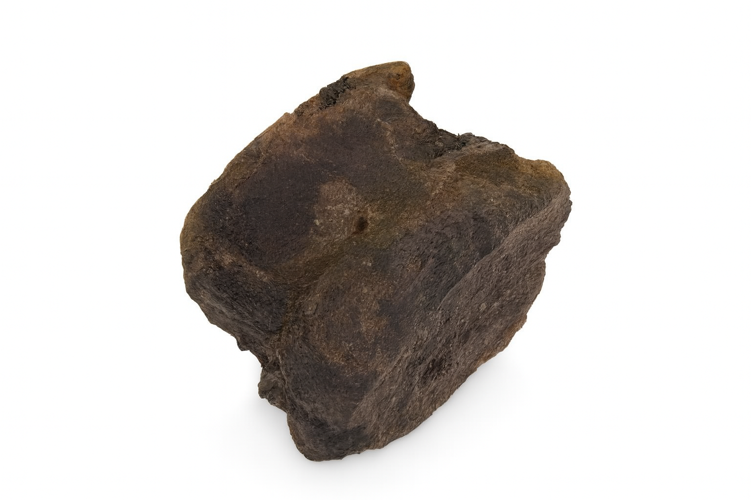 Hadrosaur Bone.