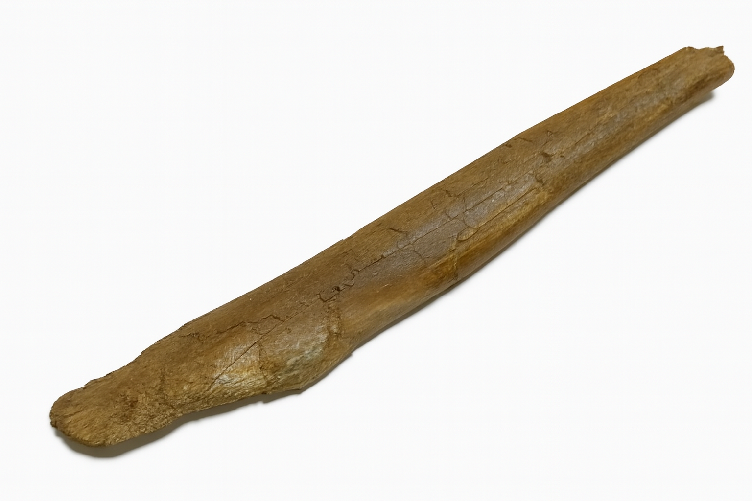 Triceratops Bone.