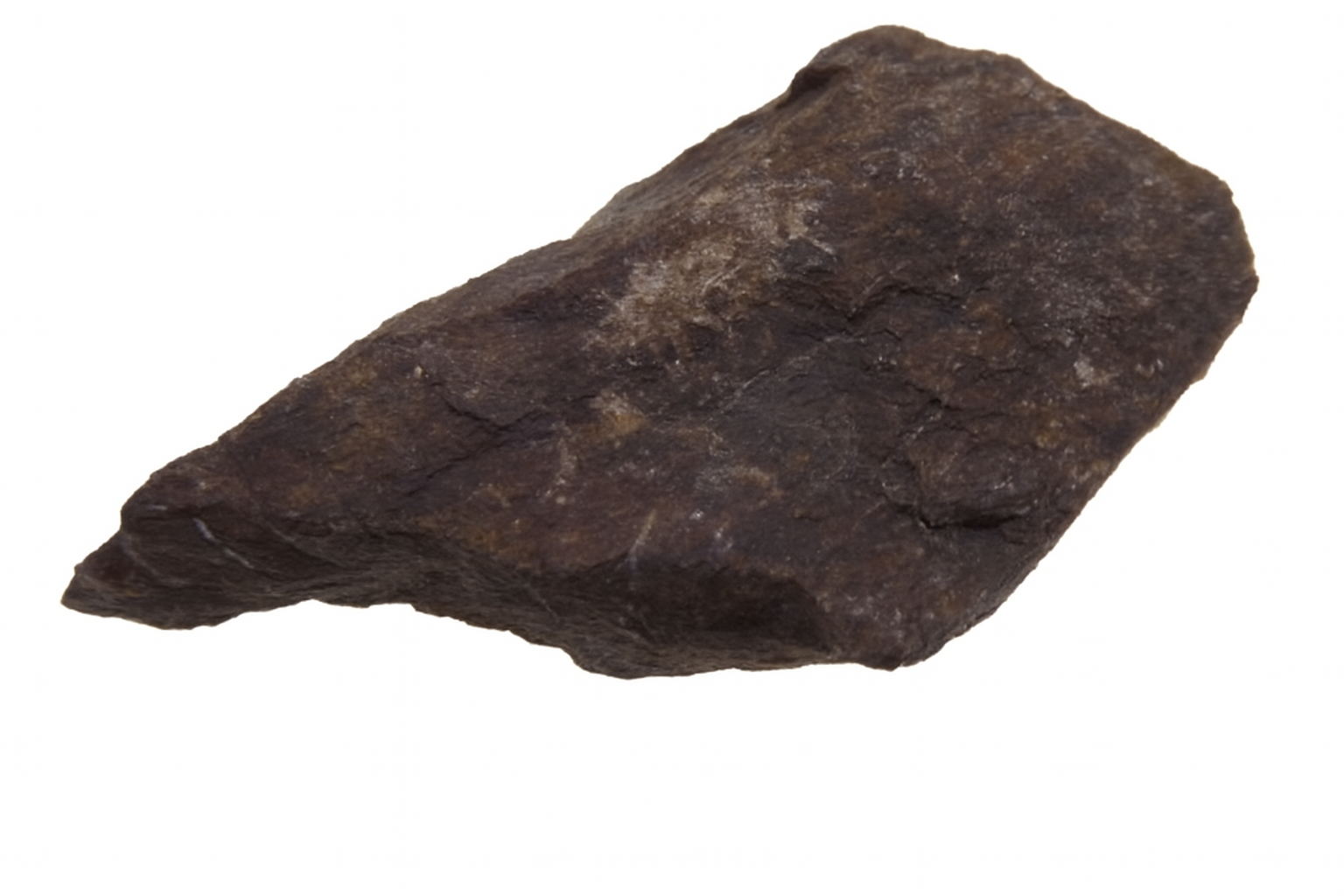 Dinosaur Bone.