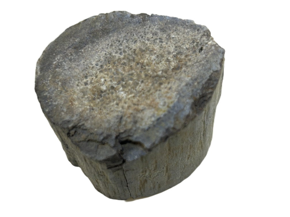 Sauropod Bone.