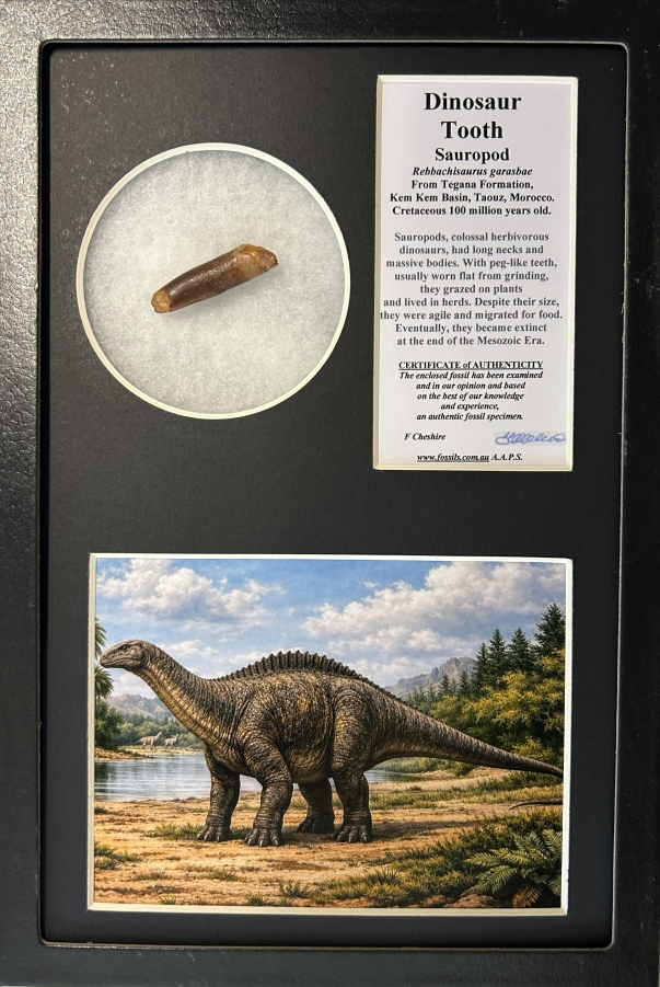 Boxed Sauropod tooth.