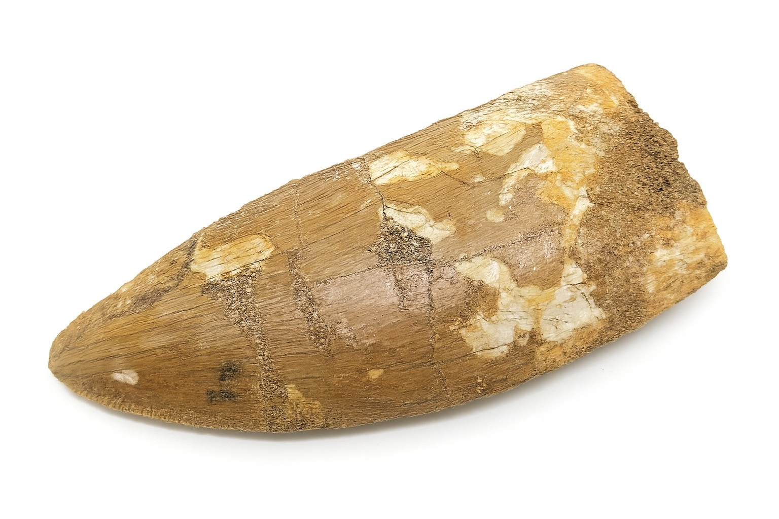 Carcharadontosaurus Tooth