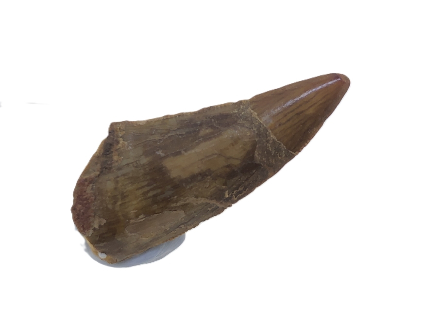 Deltadromeus agilis Tooth.