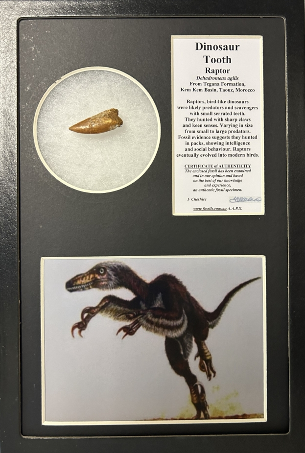 Boxed Raptor tooth.