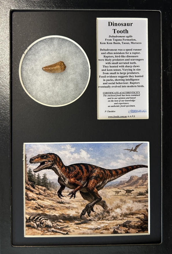 Boxed Raptor like tooth.