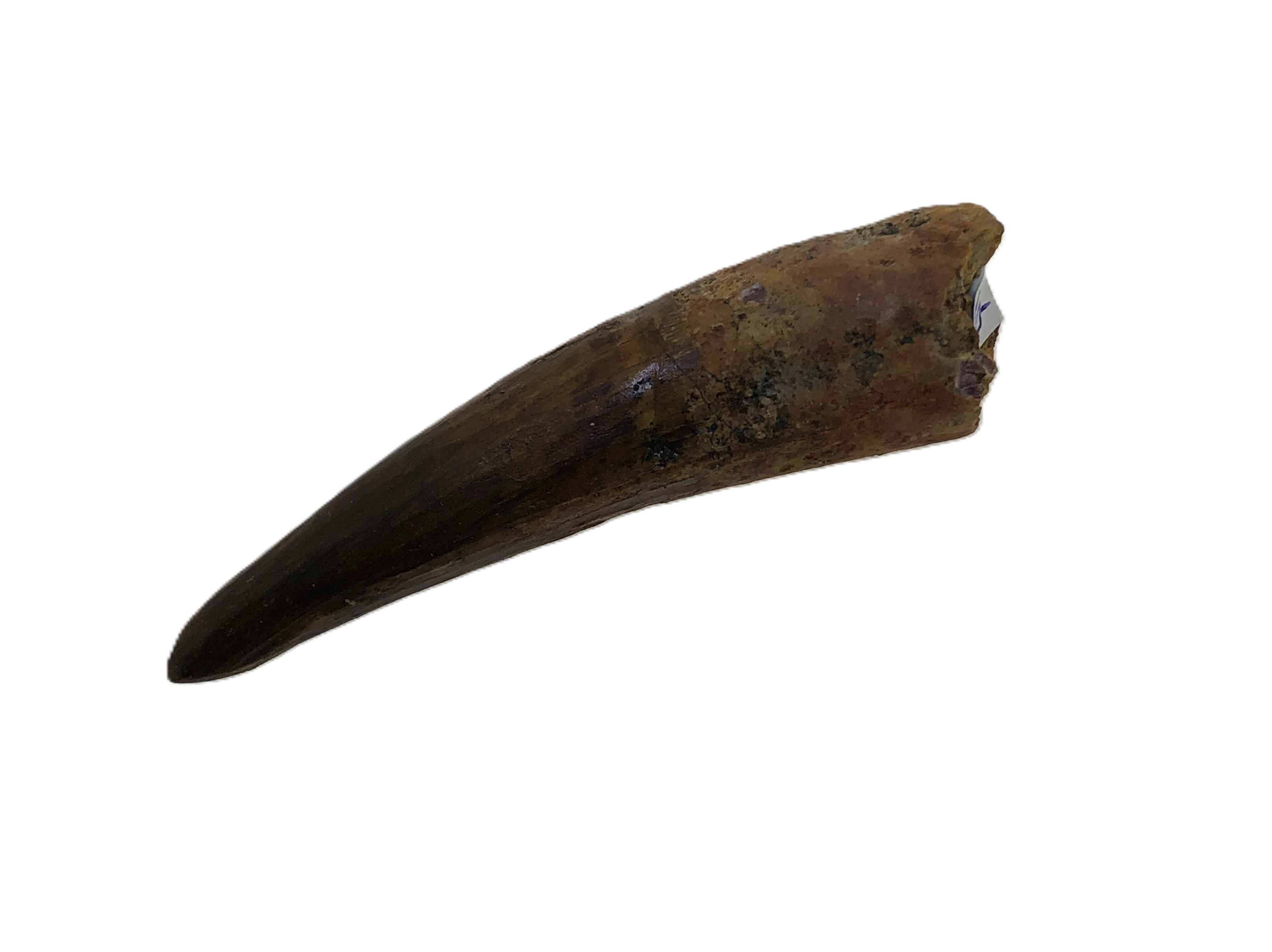 Spinosaurus Tooth.