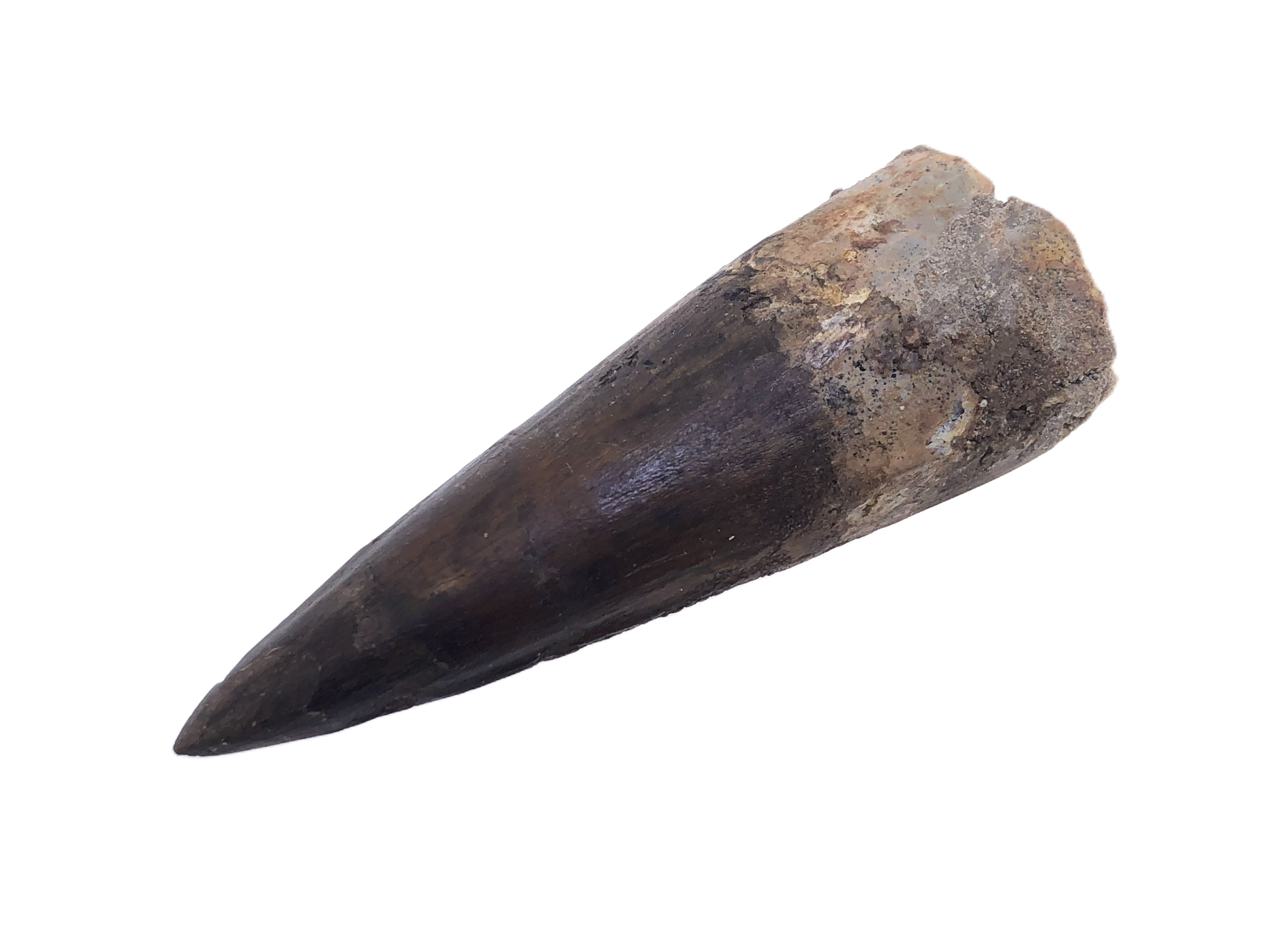 Spinosaurus Tooth.