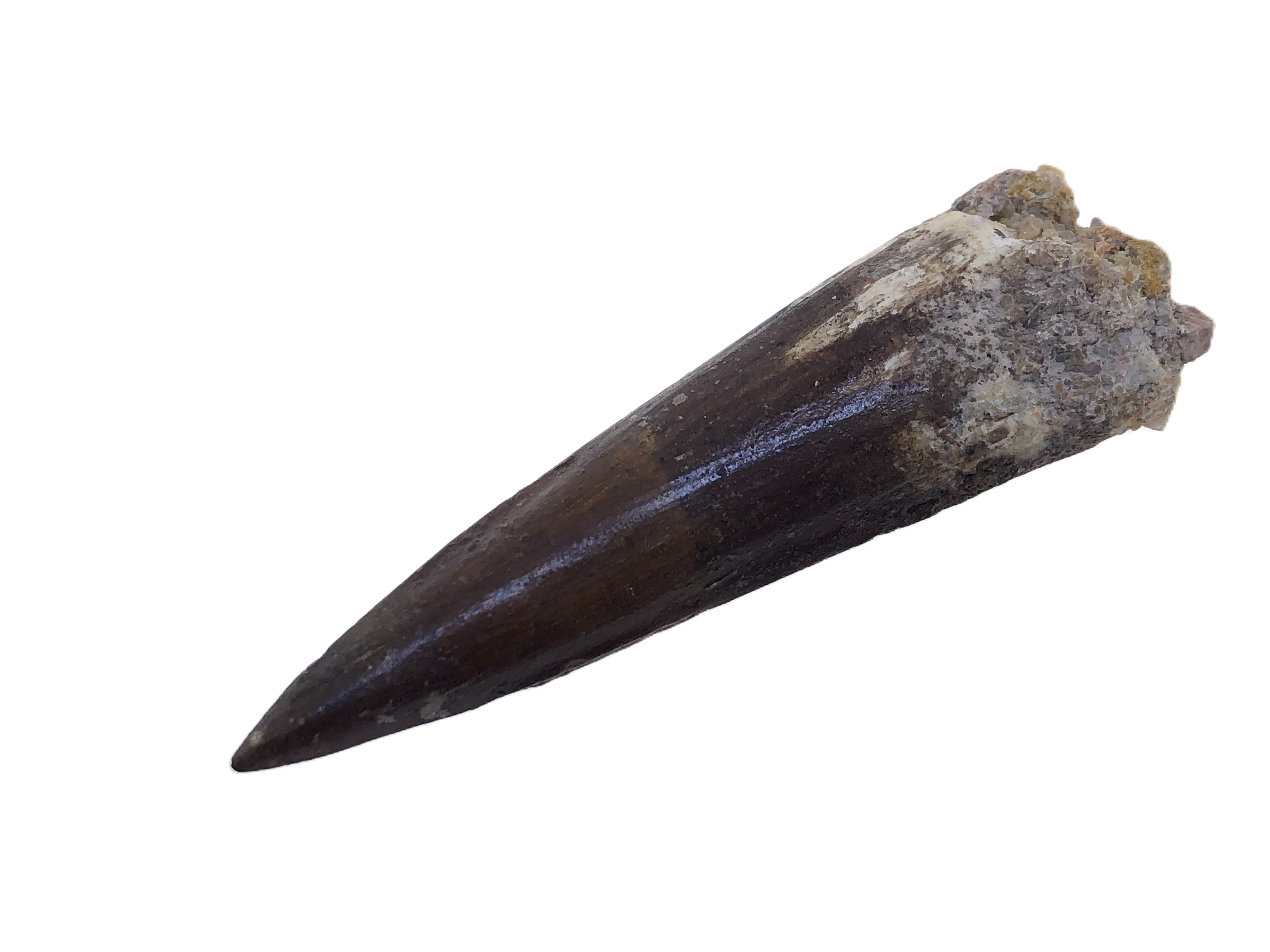 Spinosaurus Tooth.