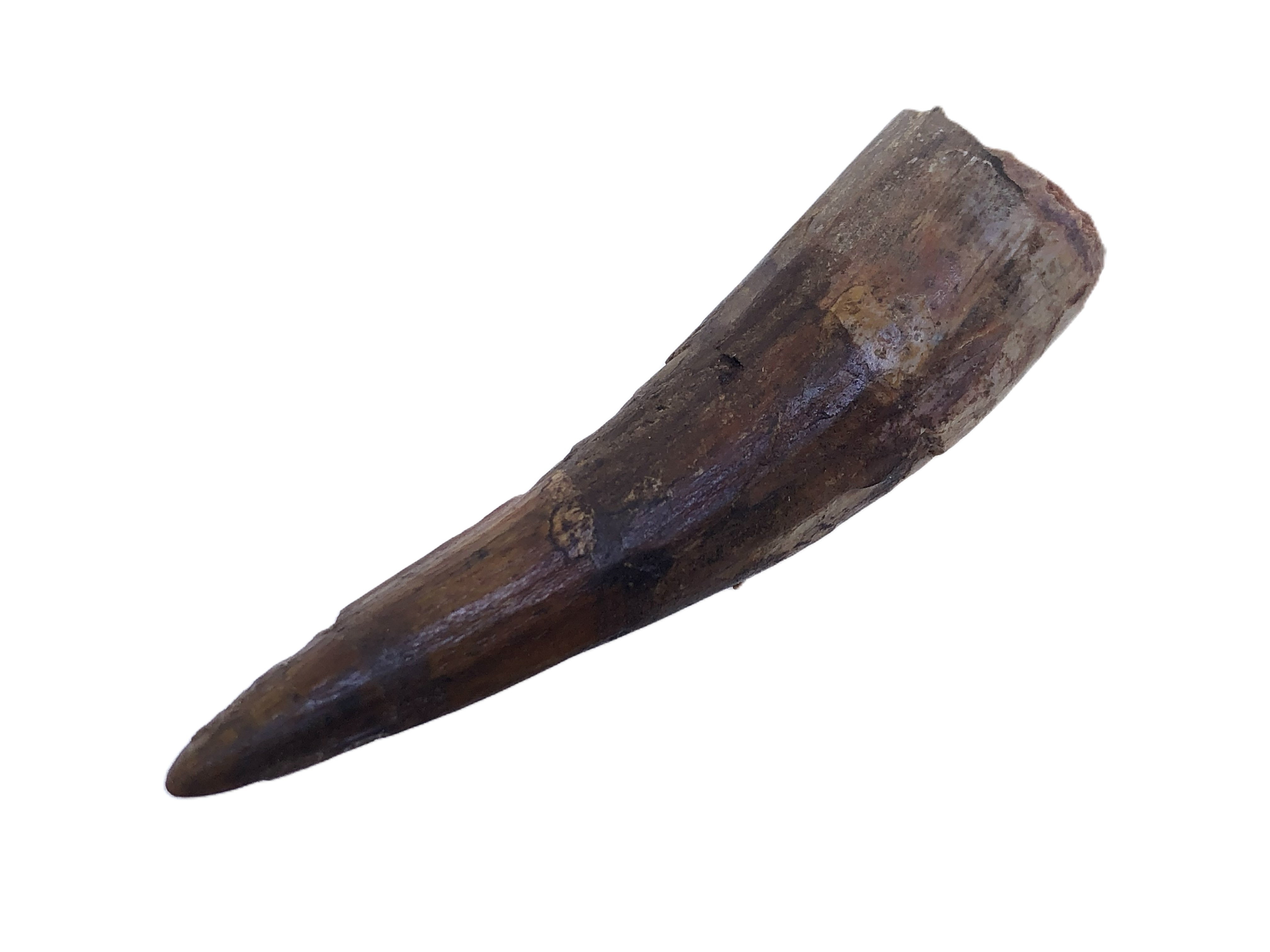 Spinosaurus Tooth.