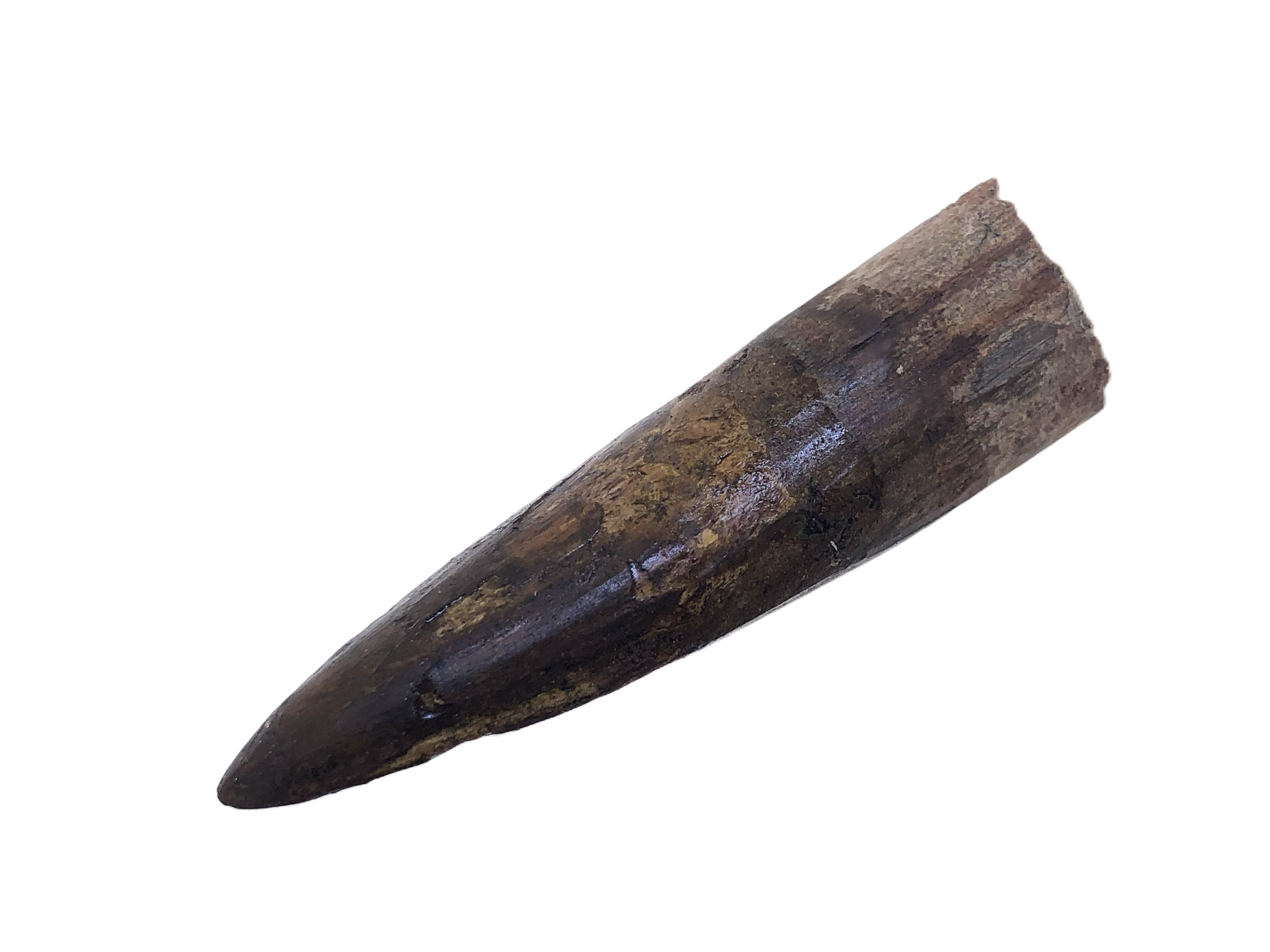 Spinosaurus Tooth.